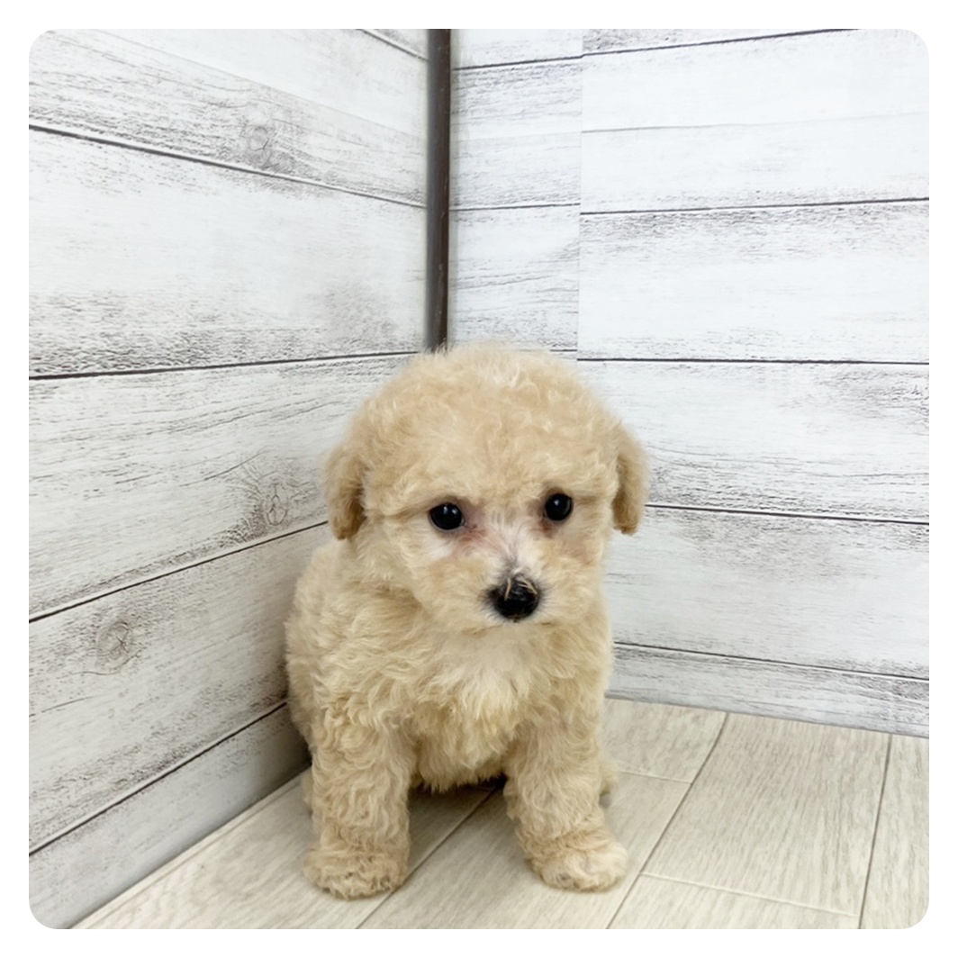 静岡県のビションプー(ビションフリーゼ×プードル) (犬の家＆猫の里プレ葉ウォーク浜北店/2025年8月15日生まれ/女の子/アプリコット)の子犬