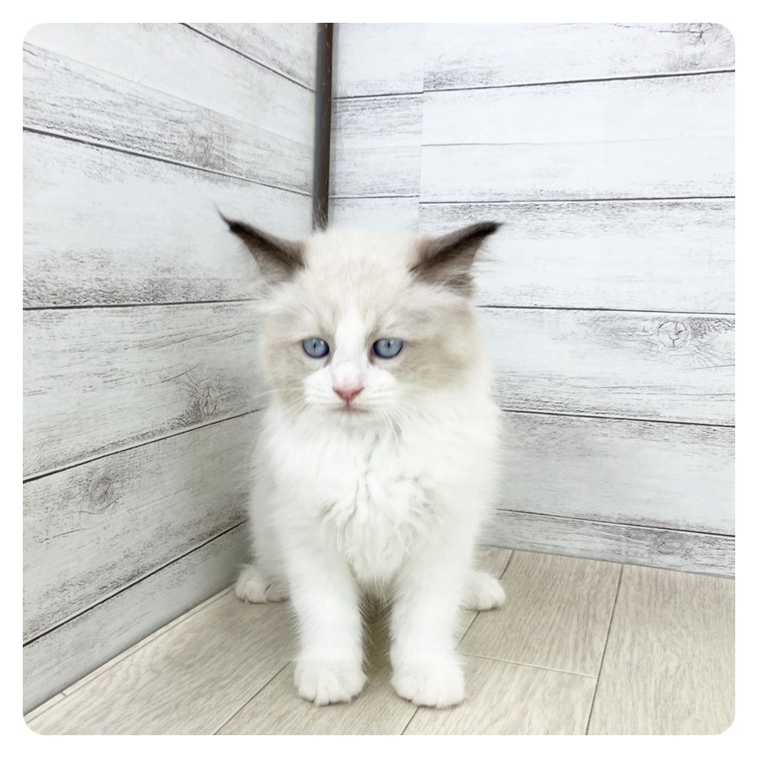 愛知県のラグドール (犬の家＆猫の里春日井本店/2025年8月12日生まれ/男の子/シールポイントバイカラー)の子猫