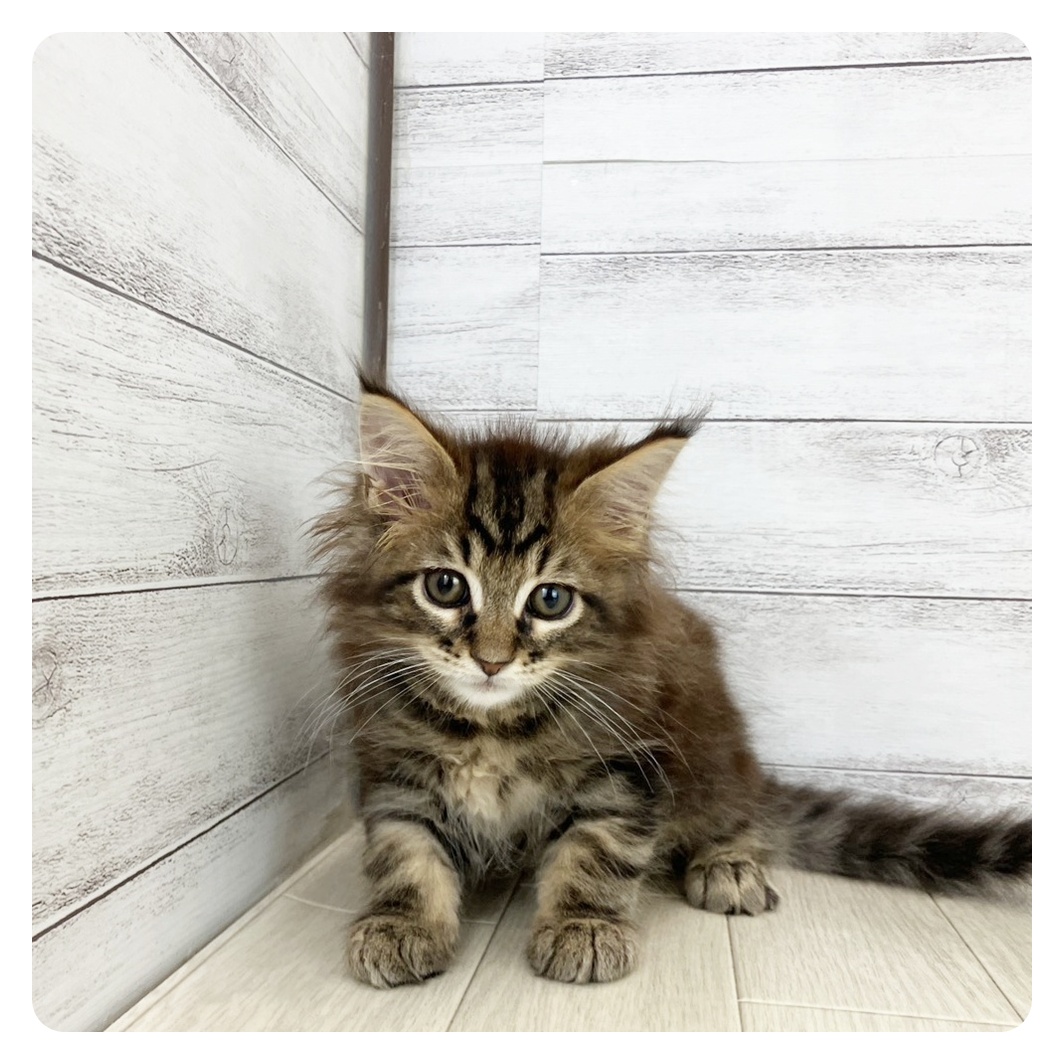 愛知県のメインクーン (犬の家＆猫の里エアポートウォーク店/2025年8月5日生まれ/男の子/ブラウンタビー)の子猫の2枚目の画像