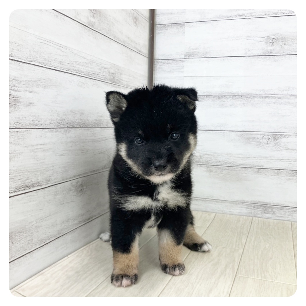 愛知県の柴犬(標準サイズ) (犬の家＆猫の里春日井本店/2025年8月17日生まれ/男の子/黒)の子犬