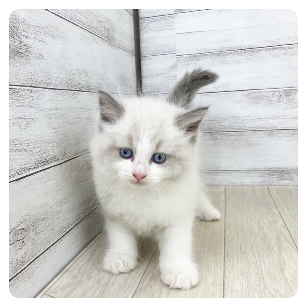 岐阜県のラグドール (犬の家＆猫の里岐南店/2025年8月17日生まれ/男の子/シールポイントバイカラー)の子猫の2枚目の画像