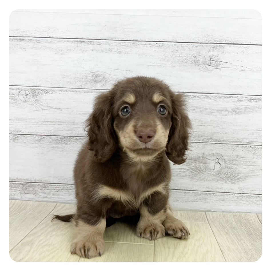 愛知県のミニチュアダックスフンド(ロング) (犬の家＆猫の里豊川インター店/2025年8月16日生まれ/女の子/チョコレートイエロー)の子犬