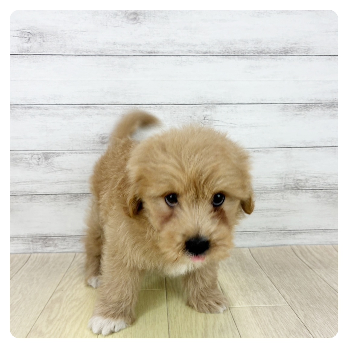 愛知県のポメプー(ポメラニアン×プードル) (犬の家＆猫の里春日井本店/2025年8月15日生まれ/男の子/クリーム)の子犬の2枚目の画像