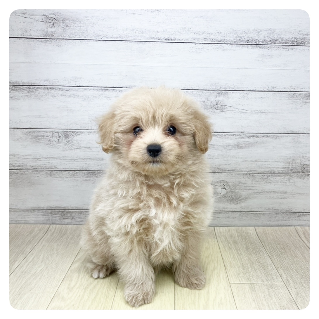 愛知県のポメプー(ポメラニアン×プードル) (犬の家＆猫の里七宝店/2025年8月15日生まれ/男の子/クリーム)の子犬の4枚目の画像