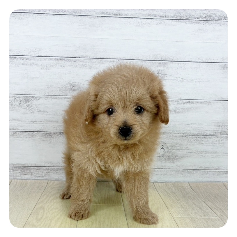 愛知県のポメプー(ポメラニアン×プードル) (犬の家＆猫の里愛知刈谷店/2025年8月15日生まれ/女の子/クリーム)の子犬の2枚目の画像