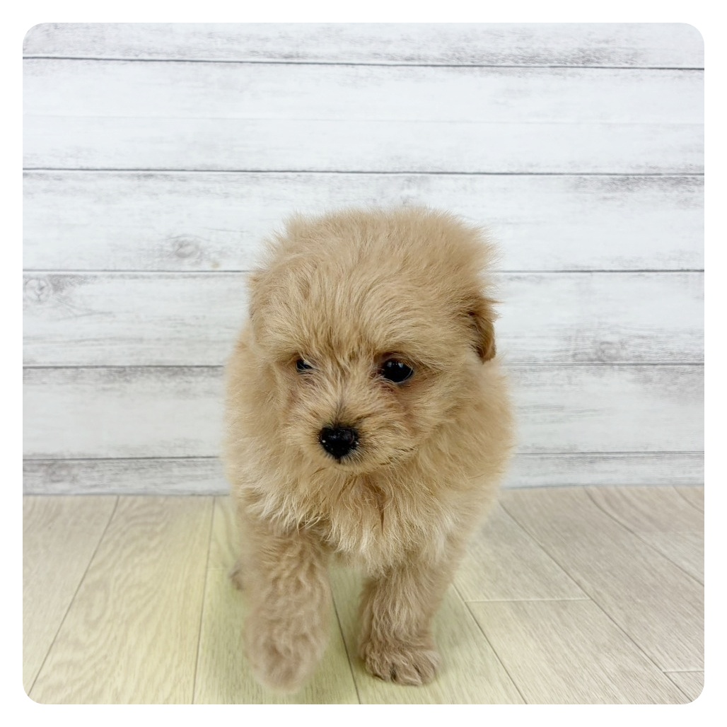 愛知県のポメプー(ポメラニアン×プードル) (犬の家＆猫の里碧南店/2025年8月15日生まれ/女の子/クリーム)の子犬の4枚目の画像