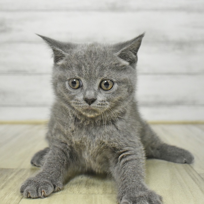神奈川県のブリティッシュショートヘアー (犬の家＆猫の里小田原店/2025年8月14日生まれ/女の子/ブルー)の子猫の2枚目の画像