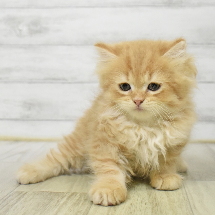 富山県のスコティッシュストレート (犬の家＆猫の里富山店/2025年8月15日生まれ/男の子/レッドタビー)の子猫の2枚目の画像