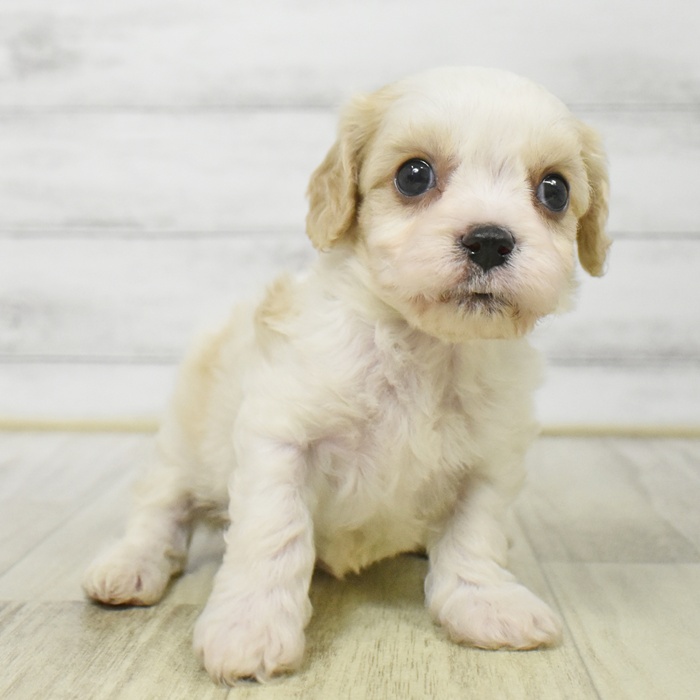 静岡県のハーフ犬・ミックス犬 (犬の家＆猫の里MEGAドン・キホーテ袋井店/2025年8月18日生まれ/男の子/ブレンハイム)の子犬の2枚目の画像