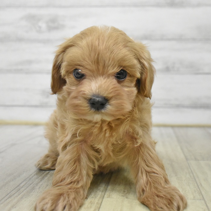 千葉県のマルプー(マルチーズ×プードル) (犬の家＆猫の里ワンズモール稲毛店/2025年8月17日生まれ/女の子/クリーム)の子犬の2枚目の画像