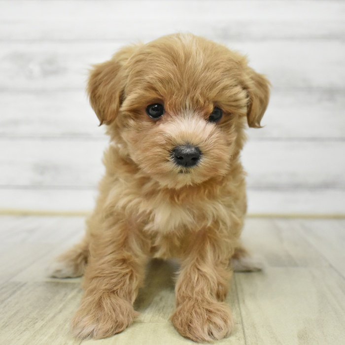 長野県のマルプー(マルチーズ×プードル) (犬の家＆猫の里長野店/2025年8月18日生まれ/女の子/クリーム)の子犬の2枚目の画像