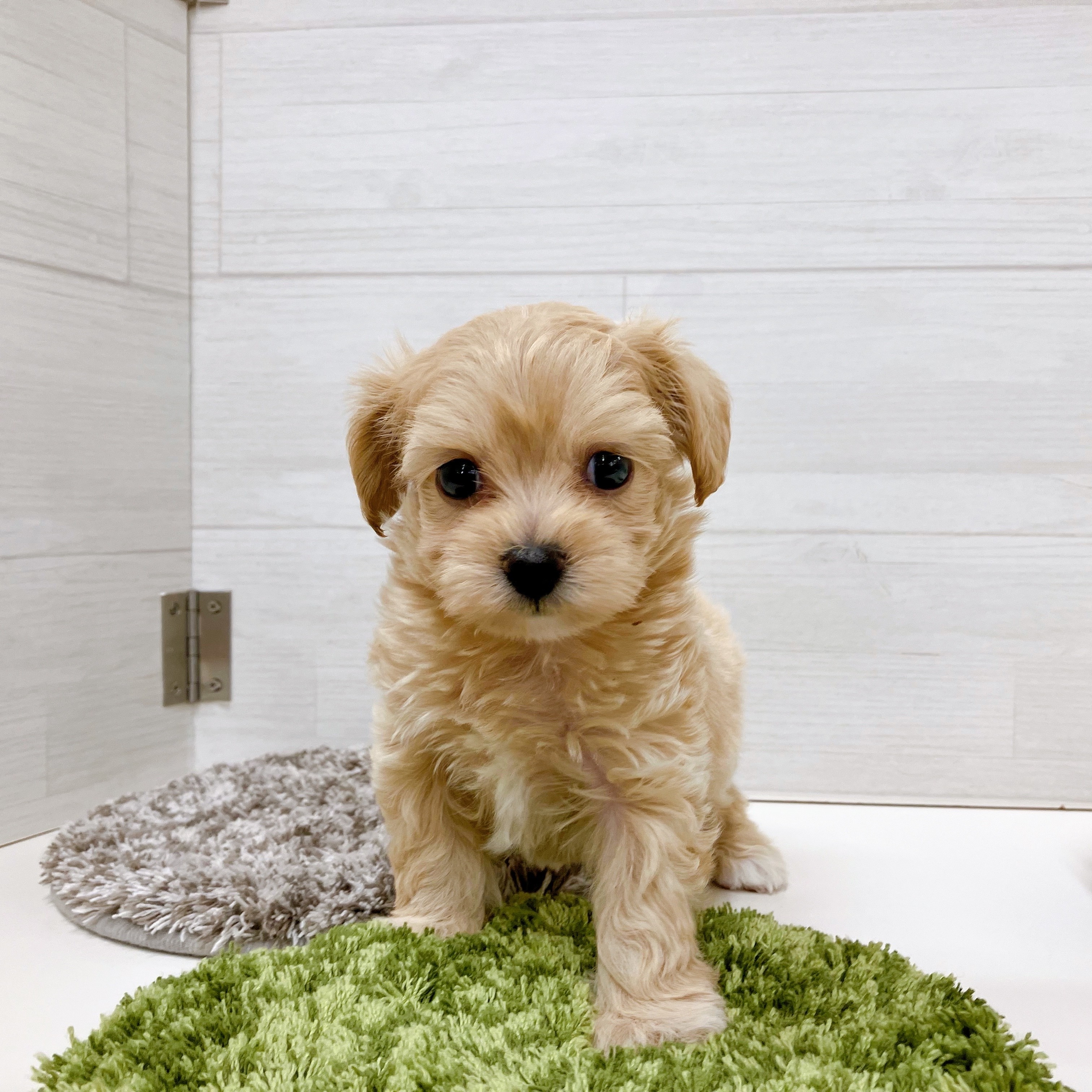 石川県のチワプー/プーチー(チワワ×プードル) (犬の家＆猫の里アミーゴ金沢おこばた店/2025年8月17日生まれ/男の子/アプリコット)の子犬の1枚目の画像