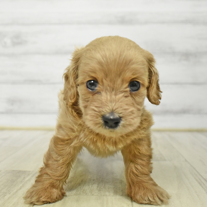 神奈川県のダップー(ダックス×プードル) (犬の家＆猫の里モザイクモール港北店/2025年8月17日生まれ/女の子/アプリコット)の子犬の2枚目の画像