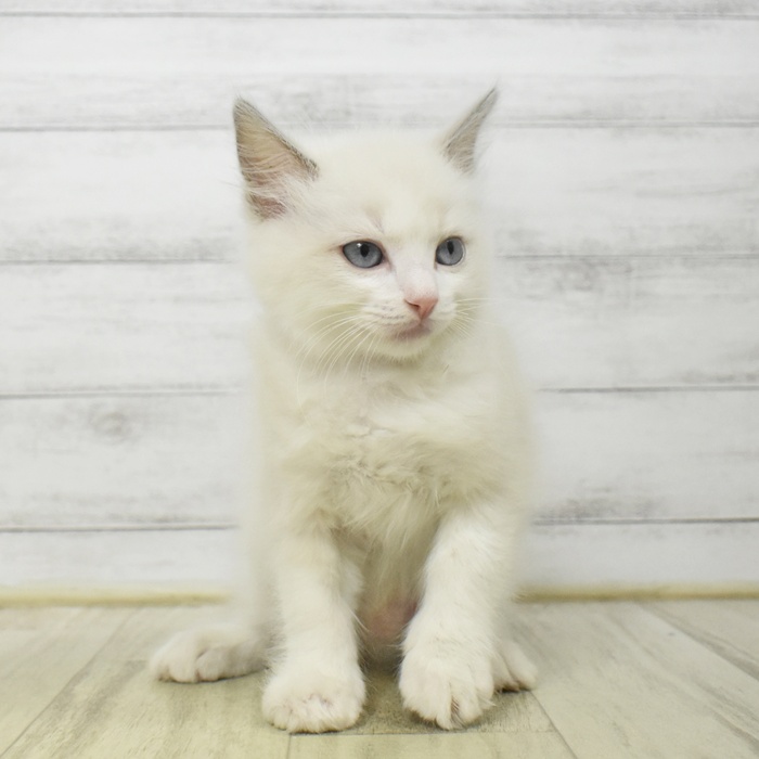 長野県のラグドール (犬の家＆猫の里長野店/2025年8月18日生まれ/男の子/ブルーポイントバイカラー)の子猫