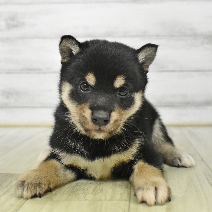 愛知県の柴犬(標準サイズ) (犬の家＆猫の里豊川インター店/2025年8月19日生まれ/女の子/黒)の子犬