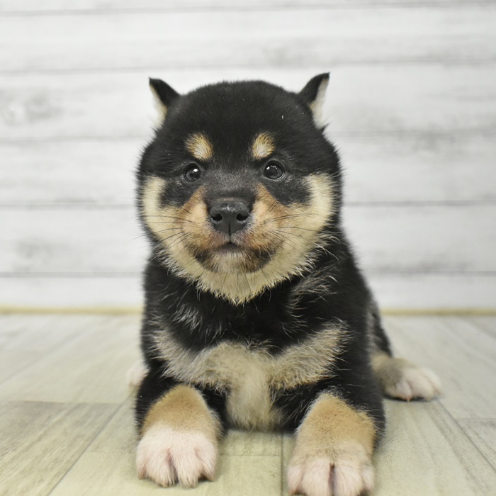 長野県の柴犬(標準サイズ) (犬の家＆猫の里長野店/2025年8月19日生まれ/男の子/黒)の子犬の4枚目の画像