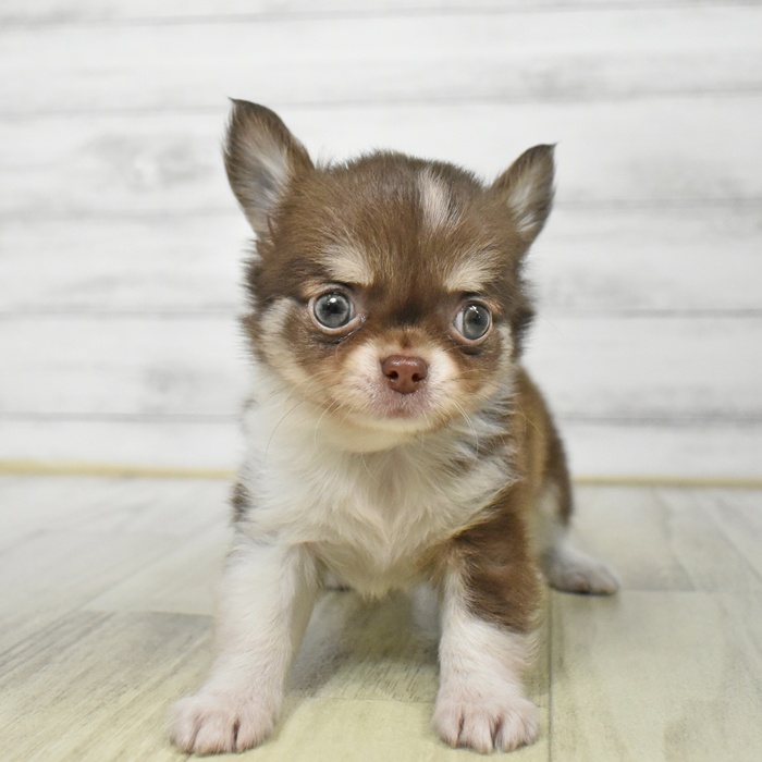 静岡県のチワワ(ロング) (犬の家＆猫の里藤枝店/2025年8月18日生まれ/男の子/チョコレート、クリーム&ホワイト)の子犬の2枚目の画像