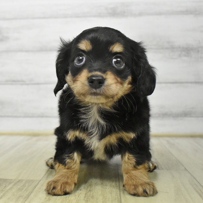 静岡県のチワックス(チワワ×ダックス) (犬の家＆猫の里藤枝店/2025年8月18日生まれ/女の子/ブラックタン)の子犬の2枚目の画像