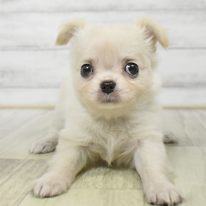 長野県のチワワ(ロング) (犬の家＆猫の里長野店/2025年8月18日生まれ/女の子/クリーム)の子犬の3枚目の画像