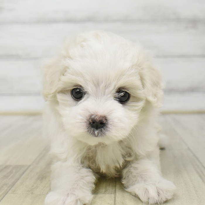 愛知県のマルチーズ (犬の家＆猫の里岡崎店/2025年8月19日生まれ/女の子/ホワイト)の子犬の3枚目の画像