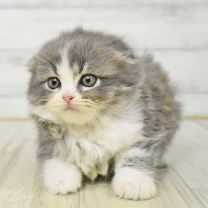 静岡県のスコティッシュフォールド (犬の家＆猫の里プレ葉ウォーク浜北店/2025年8月18日生まれ/女の子/ブルータビーホワイト)の子猫