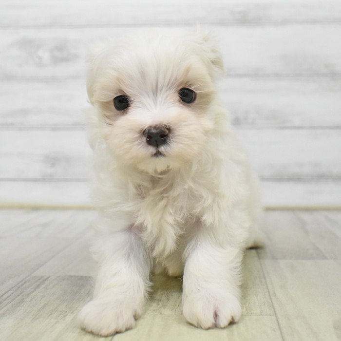 静岡県のマルチーズ (犬の家＆猫の里プレ葉ウォーク浜北店/2025年8月18日生まれ/男の子/ホワイト)の子犬