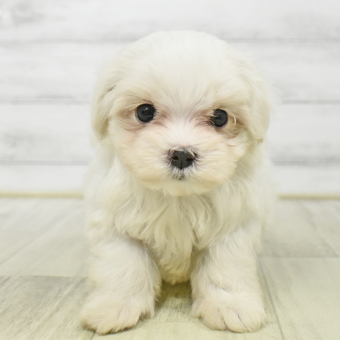 愛知県のマルチーズ (犬の家＆猫の里MiO香久山店/2025年8月18日生まれ/女の子/ホワイト)の子犬の3枚目の画像