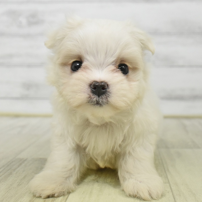 長野県のマルチーズ (犬の家＆猫の里塩尻店/2025年8月18日生まれ/女の子/ホワイト)の子犬の3枚目の画像