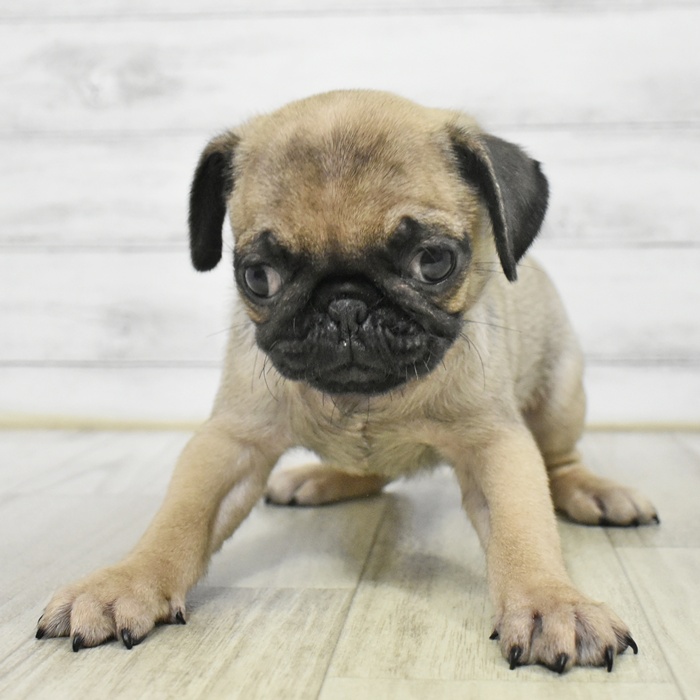 愛知県のパグ (犬の家＆猫の里豊川インター店/2025年8月19日生まれ/男の子/フォーン)の子犬の3枚目の画像