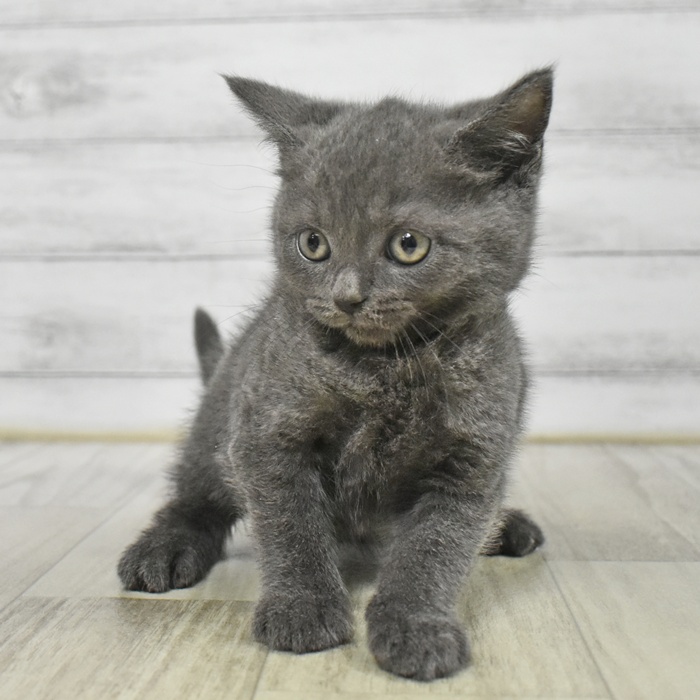 長野県のブリティッシュショートヘアー (犬の家＆猫の里長野店/2025年8月17日生まれ/男の子/ブルー)の子猫