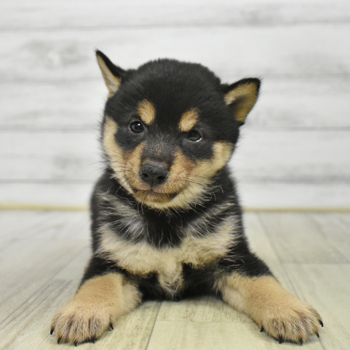 静岡県の豆柴 (犬の家＆猫の里マークイズ静岡店/2025年8月19日生まれ/女の子/黒)の子犬