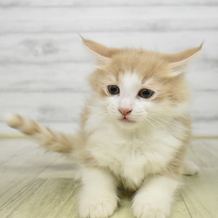静岡県のノルウェージャンフォレストキャット (犬の家＆猫の里プレ葉ウォーク浜北店/2025年8月16日生まれ/男の子/クリームタビーホワイト)の子猫