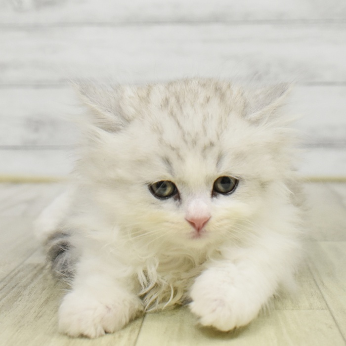 静岡県のラガマフィン (犬の家＆猫の里マークイズ静岡店/2025年8月19日生まれ/男の子/シェーデットシルバー)の子猫の2枚目の画像