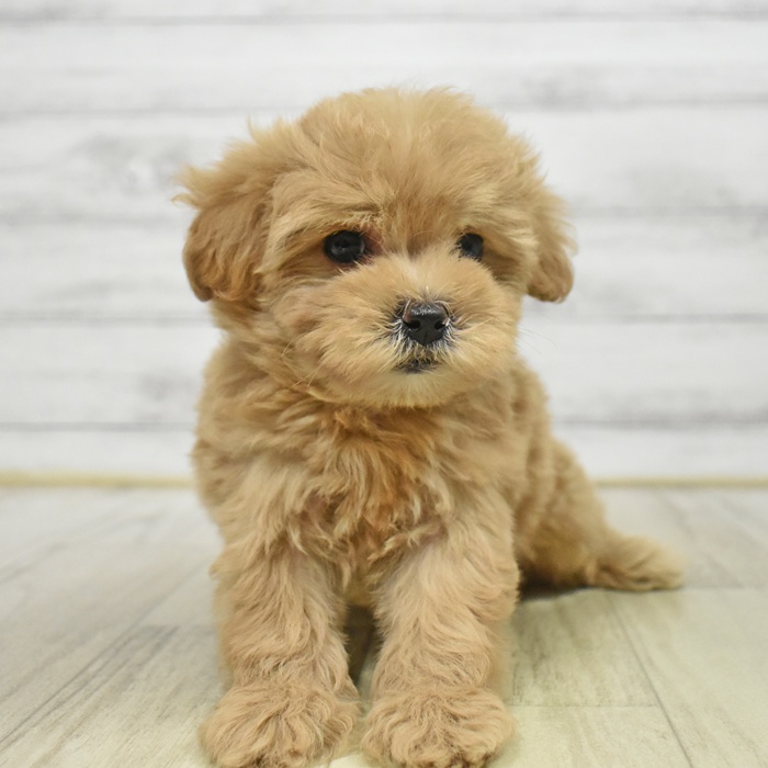 福井県のマルプー(マルチーズ×プードル) (犬の家＆猫の里福井店/2025年8月18日生まれ/女の子/アプリコット)の子犬の2枚目の画像