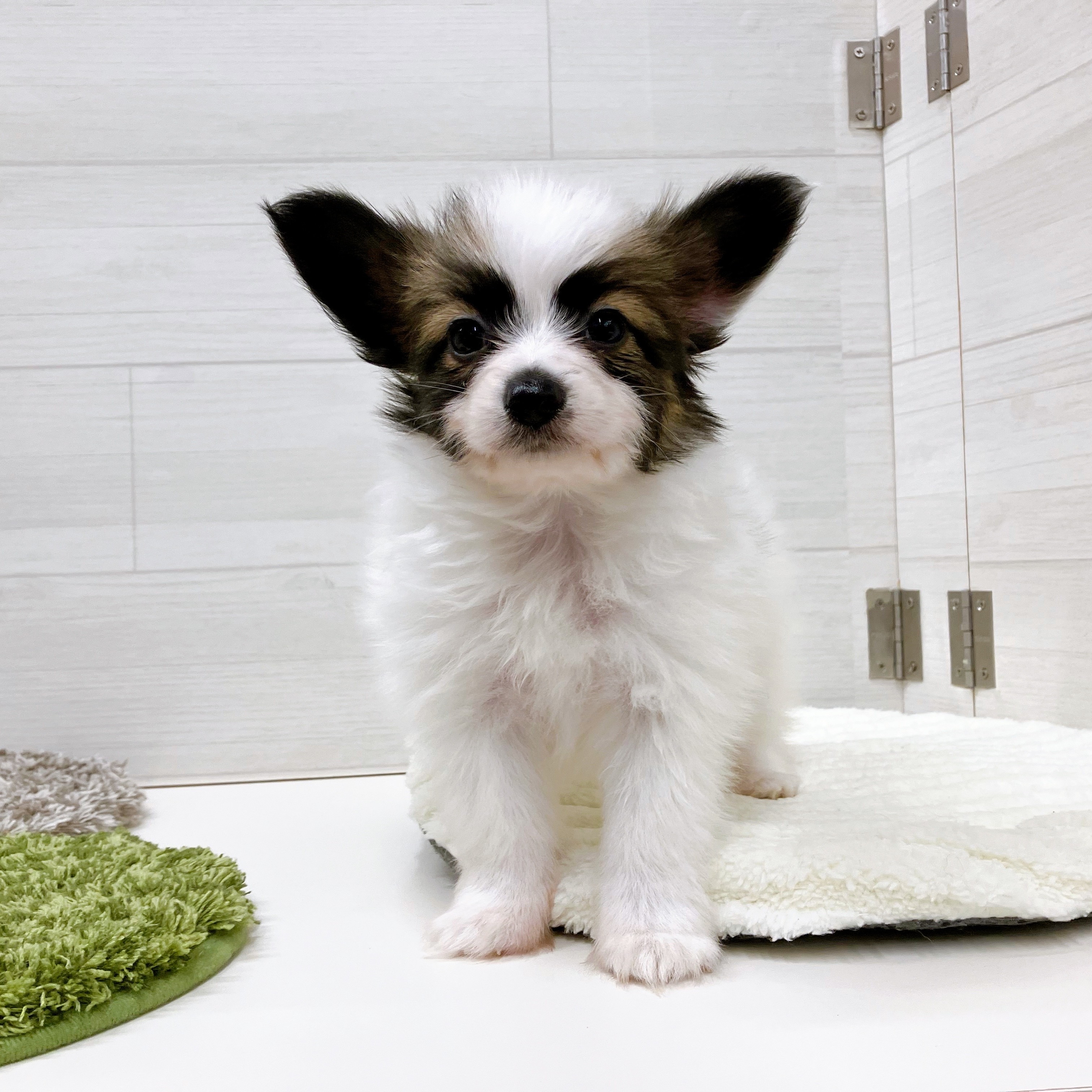 千葉県のパピヨン ホワイト＆ブラウン 男の子のご紹介(194642