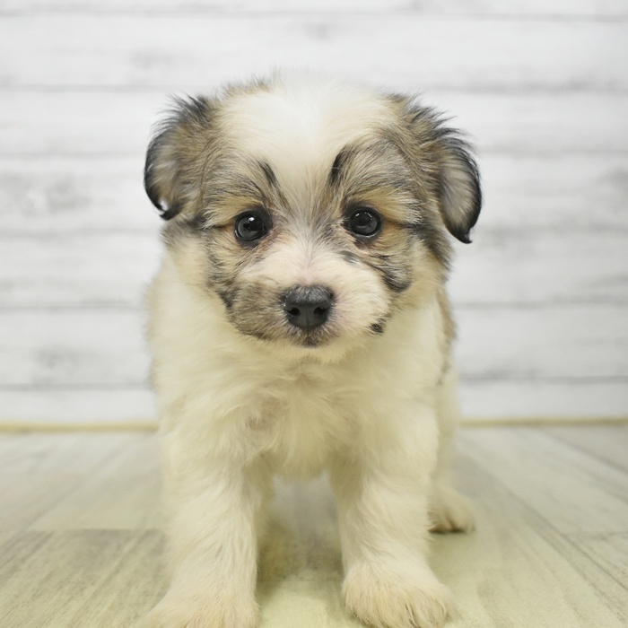 愛知県のハーフ犬・ミックス犬 (犬の家＆猫の里豊川インター店/2025年8月17日生まれ/女の子/ホワイトブラウン)の子犬の2枚目の画像
