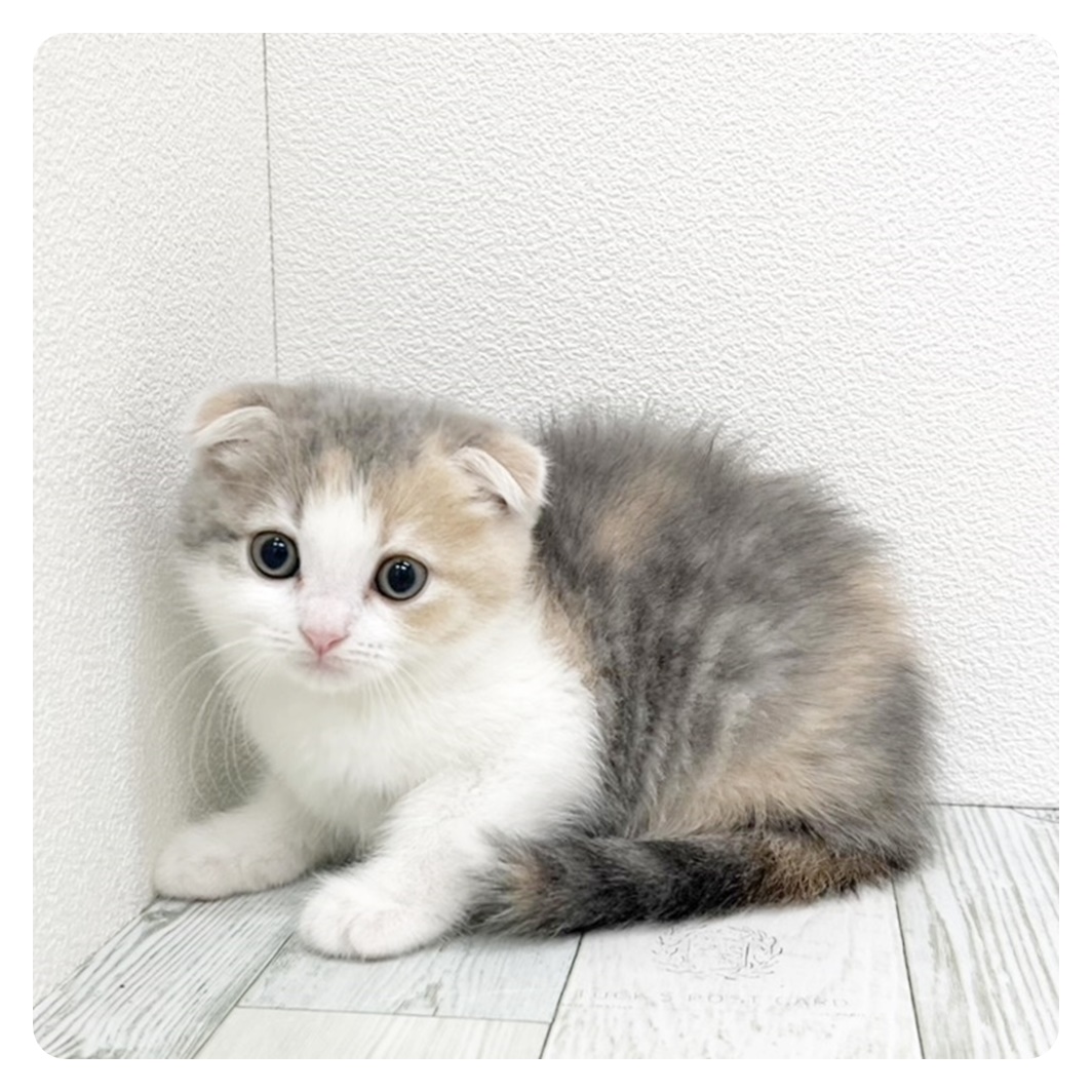 福岡県のスコティッシュフォールド (犬の家＆猫の里シュロアモール筑紫野店/2025年8月15日生まれ/女の子/ダイリュートキャリコ)の子猫