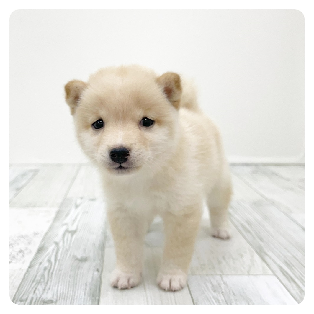 福岡県の豆柴 (犬の家＆猫の里トリアス久山店/2025年8月16日生まれ/男の子/白)の子犬の2枚目の画像