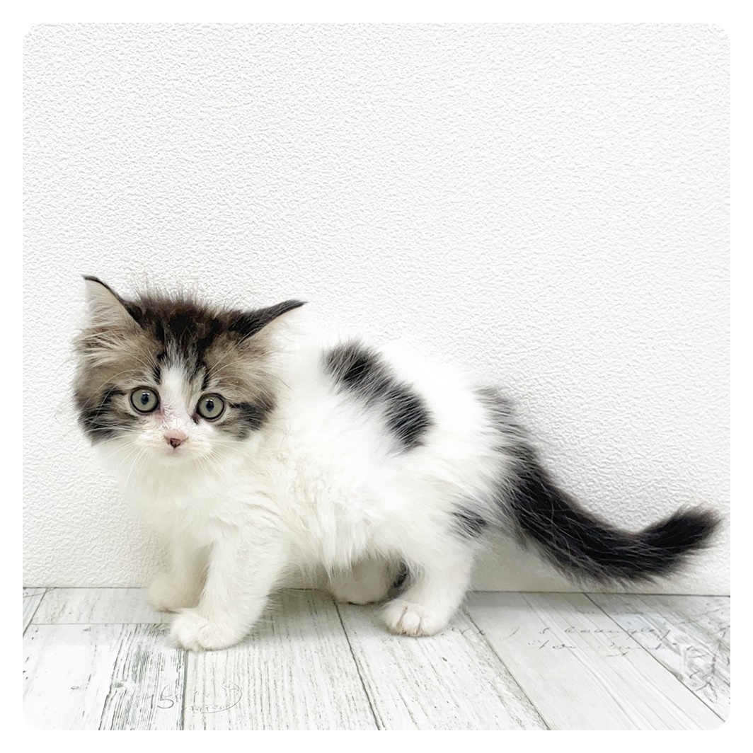福岡県のサイベリアン (犬の家＆猫の里トリアス久山店/2025年8月14日生まれ/女の子/ブラウンタビーホワイト)の子猫の4枚目の画像