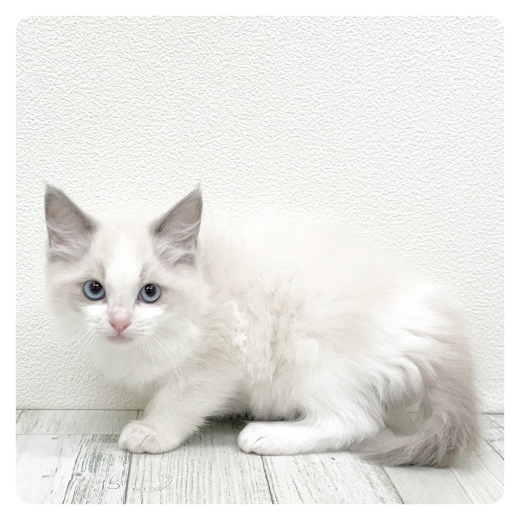 福岡県のラグドール (犬の家&猫の里シュロアモール筑紫野店/2025年8月17日生まれ/女の子/ブルーポイントバイカラー)の子猫