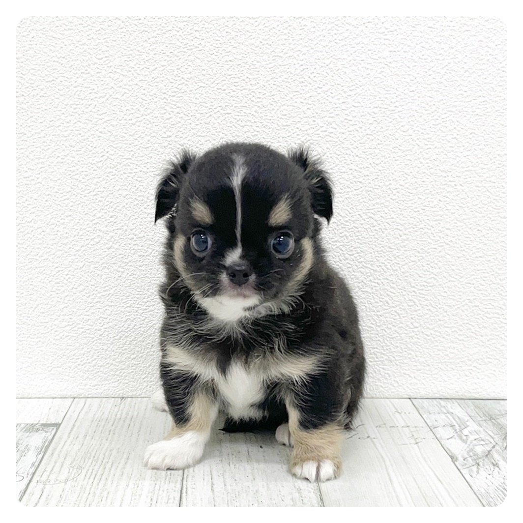 福岡県のチワワ(ロング) (犬の家&猫の里シュロアモール筑紫野店/2025年8月18日生まれ/女の子/ブラックタンホワイト)の子犬