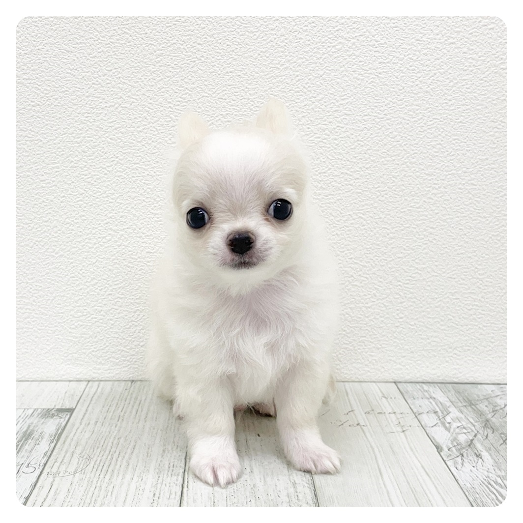 福岡県のチワワ(ロング) (犬の家&猫の里シュロアモール筑紫野店/2025年8月17日生まれ/男の子/クリーム)の子犬