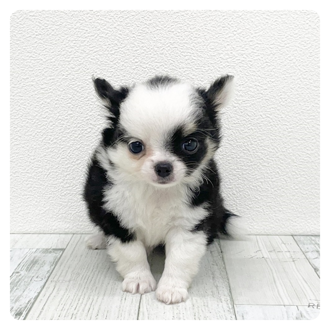 福岡県のチワワ(ロング) (犬の家&猫の里シュロアモール筑紫野店/2025年8月18日生まれ/男の子/ブラックタンホワイト)の子犬
