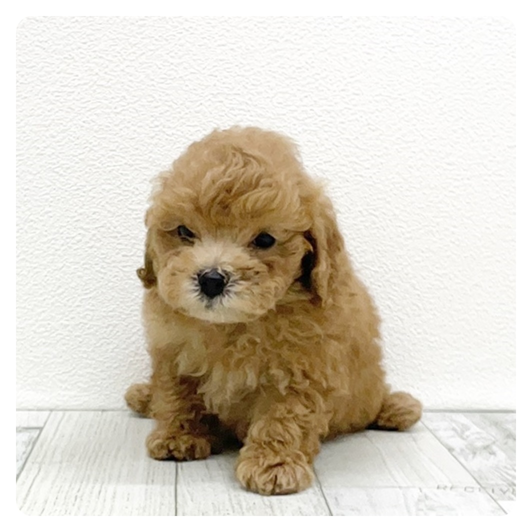 福岡県のトイプードル(トイ) (犬の家&猫の里シュロアモール筑紫野店/2025年8月17日生まれ/男の子/レッド)の子犬