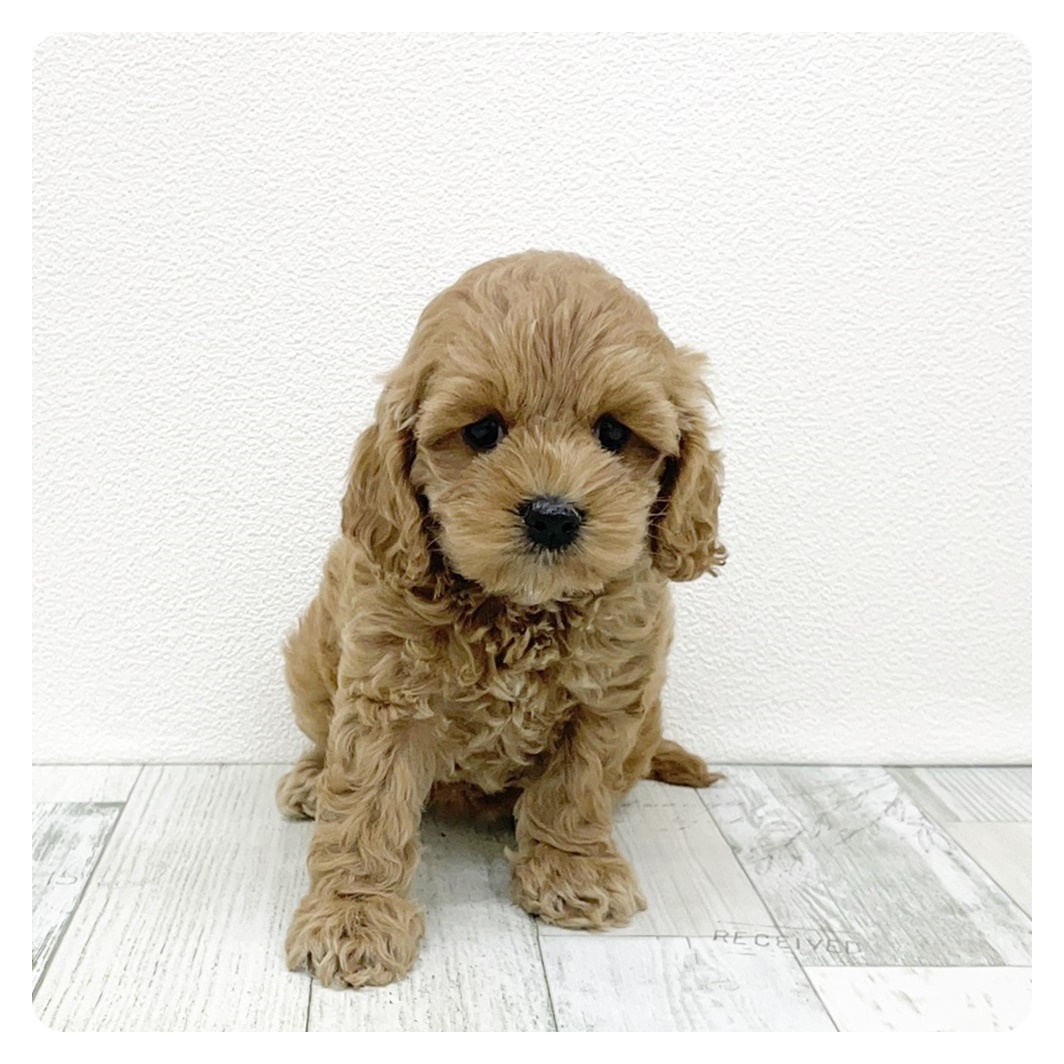 福岡県のコッカプー(アメリカンコッカースパニエル×プードル) (犬の家＆猫の里シュロアモール筑紫野店/2025年8月16日生まれ/女の子/アプリコット)の子犬