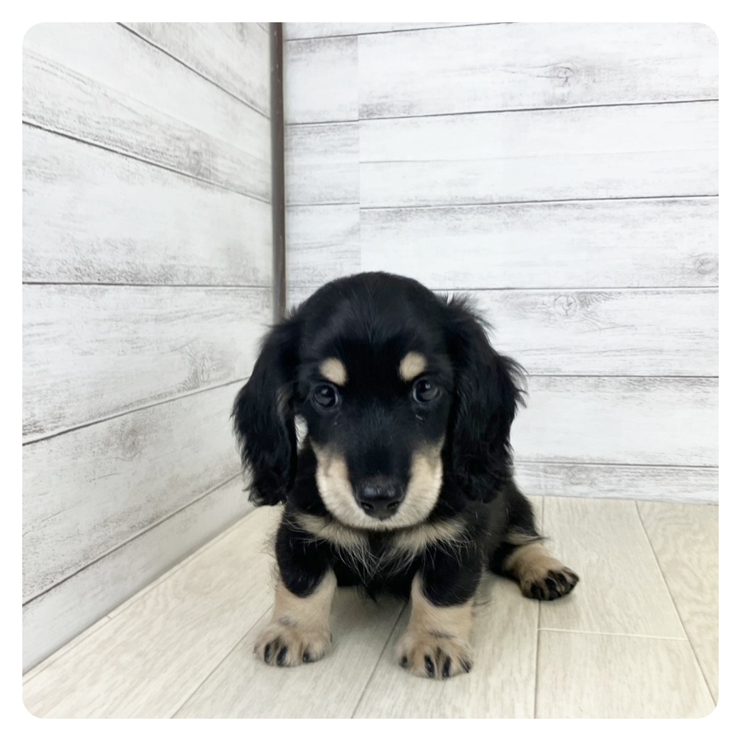 愛知県のカニンヘンダックスフンド(ロング) (犬の家＆猫の里春日井本店/2025年8月18日生まれ/男の子/ブラッククリーム)の子犬