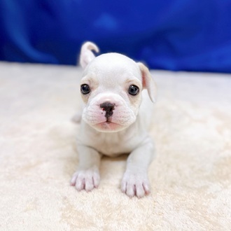 愛知県のフレンチブルドッグ (犬の家＆猫の里一宮店/2025年8月19日生まれ/男の子/クリームホワイト)の子犬の1枚目の画像