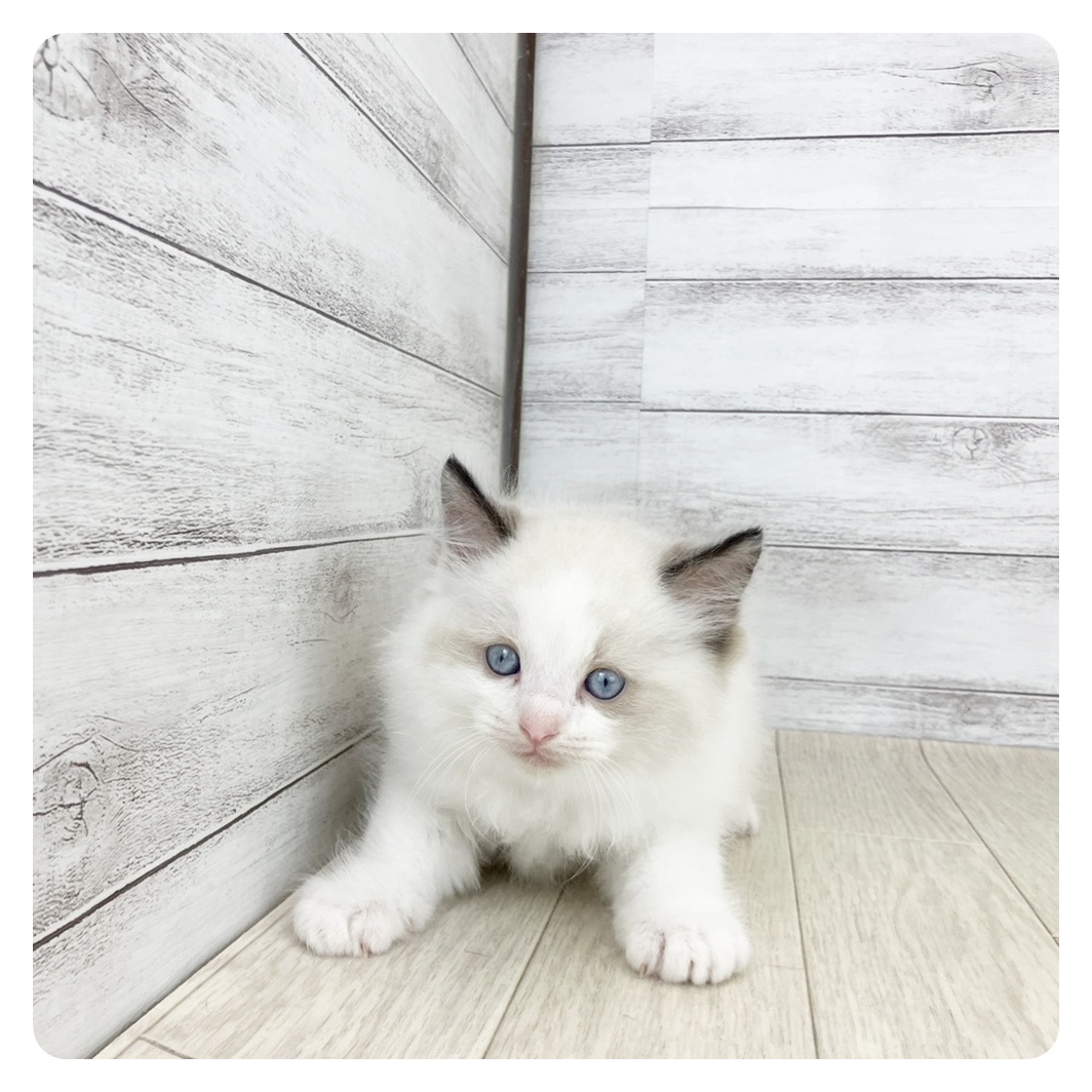 石川県のラグドール (犬の家&猫の里アミーゴ金沢有松店/2025年8月17日生まれ/男の子/シールポイントバイカラー)の子猫の2枚目の画像