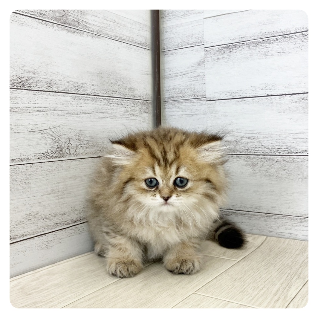 愛知県のペルシャ (犬の家＆猫の里MiO香久山店/2025年8月18日生まれ/女の子/チンチラゴールデン)の子猫の2枚目の画像