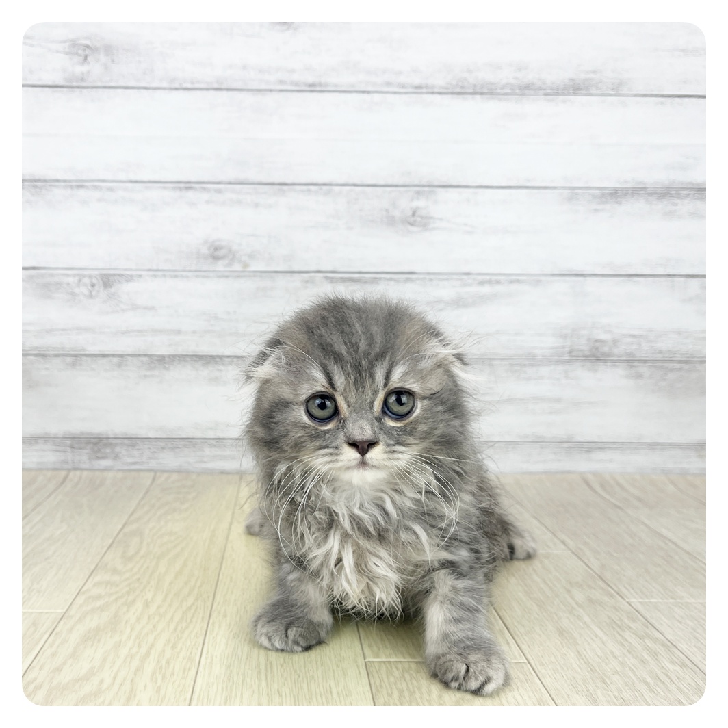 石川県のスコティッシュフォールド (犬の家＆猫の里アミーゴ金沢有松店/2025年8月18日生まれ/女の子/ブルーパッチドタビー)の子猫の2枚目の画像